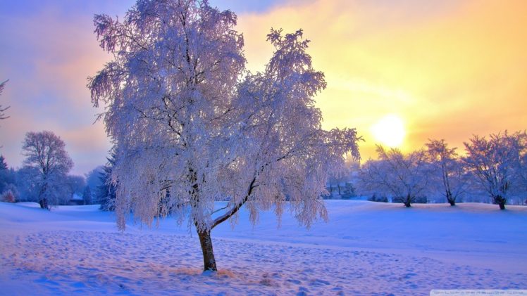 landscapes, Trees, Winter, Snow, Sunset, Sunrise, Hdr HD Wallpaper Desktop Background
