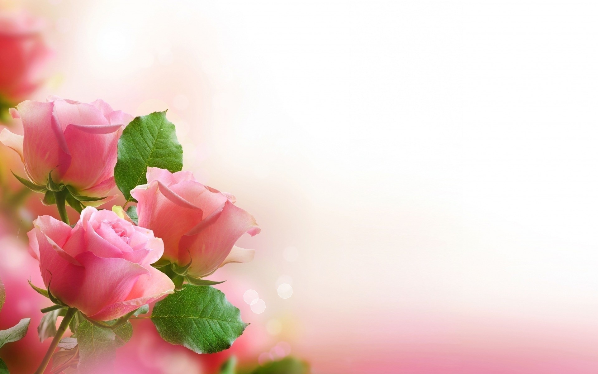 nature, Flowers, Art, Roses, Love, Romance, Pink, Leaves, Mood Wallpaper