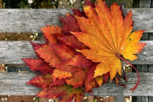 autumn, Fall, Color