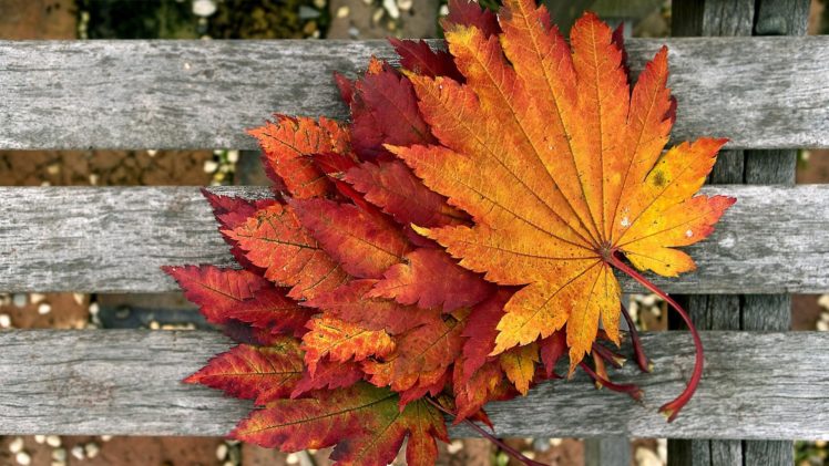 autumn, Fall, Color HD Wallpaper Desktop Background