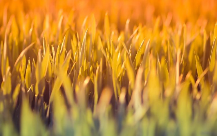 nature, Grass, Macro, Depth, Of, Field HD Wallpaper Desktop Background