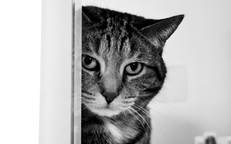 cats, Monochrome HD Wallpaper Desktop Background