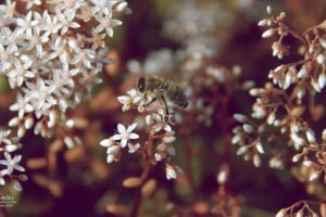 nature, Flowers, Insects, Summer, Bees, Branches, White, Flowers