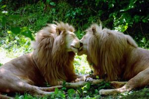 love, Trees, Forests, Grass, Kissing, Tulips, Lions, Tagnotallowedtoosubjective, Brother, Gay