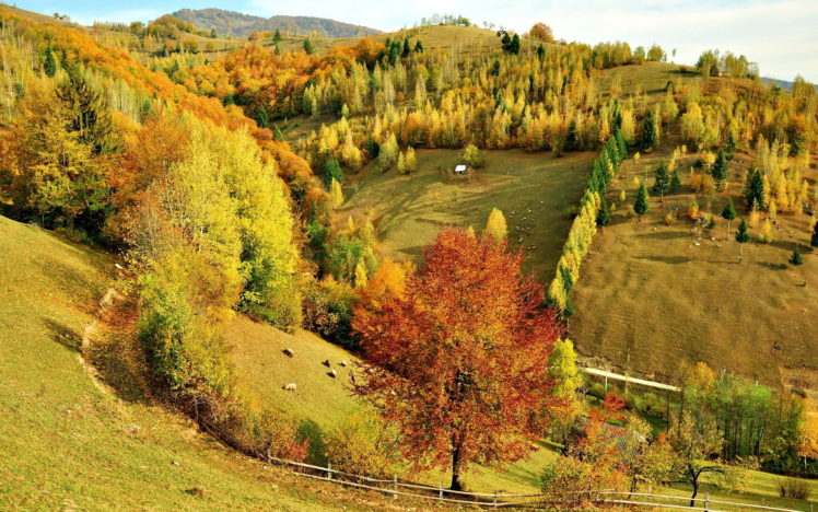 hills, Trees, Forest, Autumn, Fall, Sheep, Animals, Pasture, Fields HD Wallpaper Desktop Background