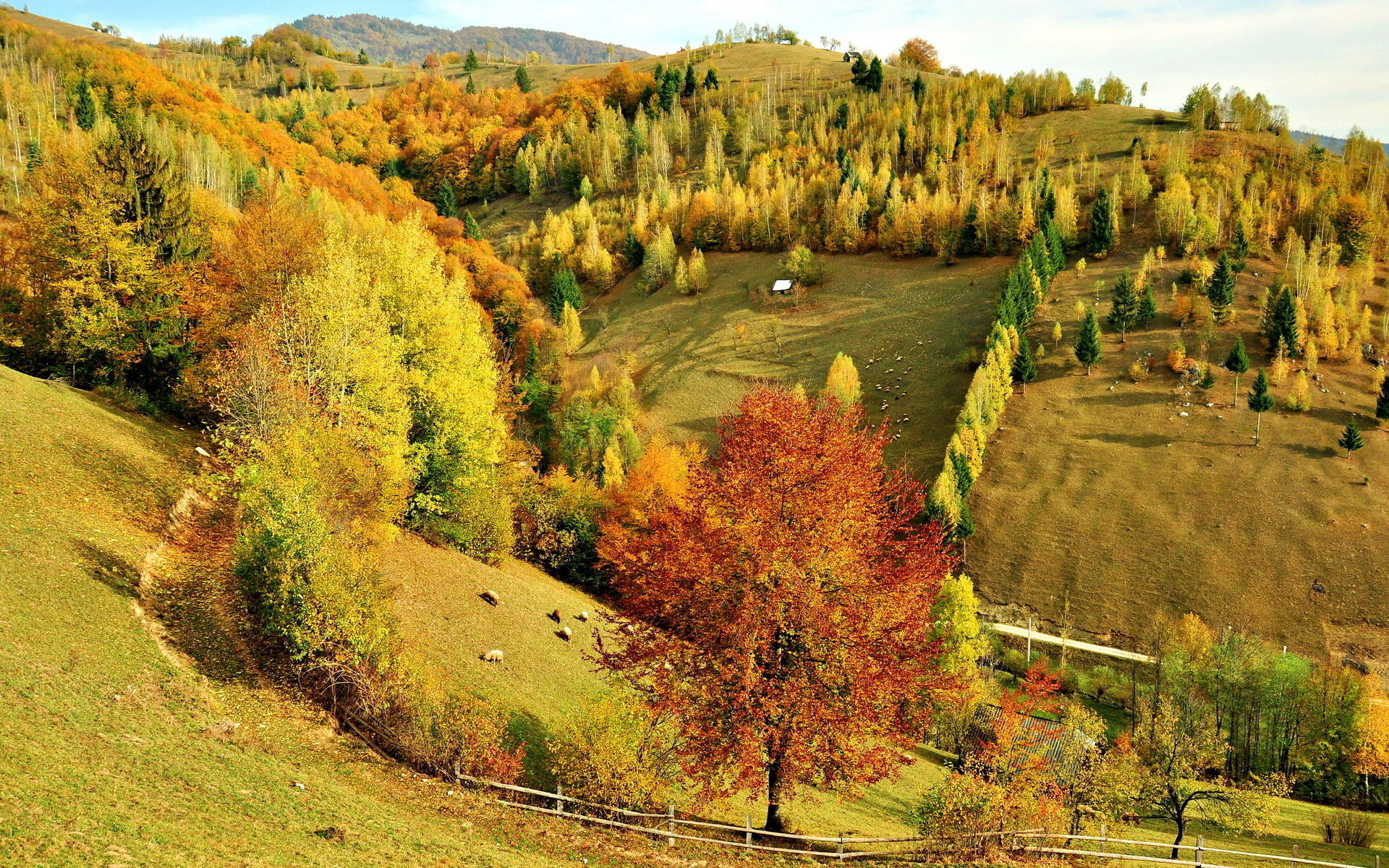hills, Trees, Forest, Autumn, Fall, Sheep, Animals, Pasture, Fields Wallpaper