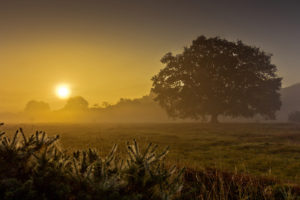 landscapes, Fields, Grass, Trees, Dawn, Morning, Sunrise, Sunset, Fog, Mist, Sky, Gold