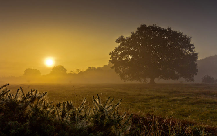 landscapes, Fields, Grass, Trees, Dawn, Morning, Sunrise, Sunset, Fog, Mist, Sky, Gold HD Wallpaper Desktop Background