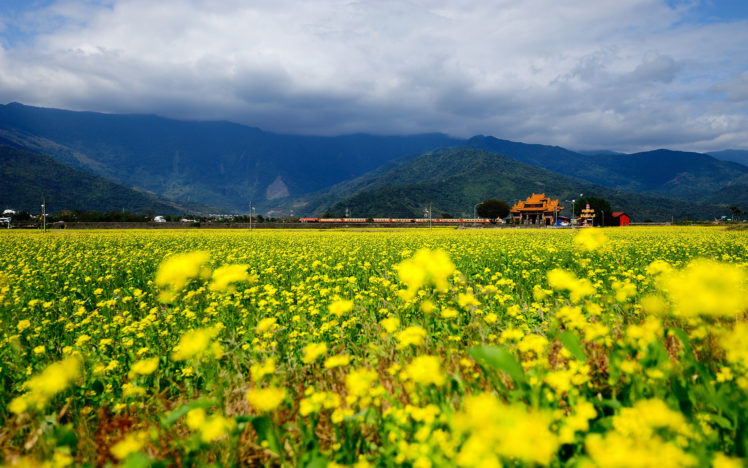 nature, Landscapes, Asian, Oriental, Fields, Flowers, Yellow, Mountains, Sky, Clouds HD Wallpaper Desktop Background