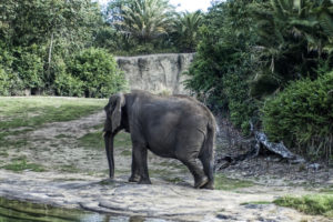 walking, Elephant