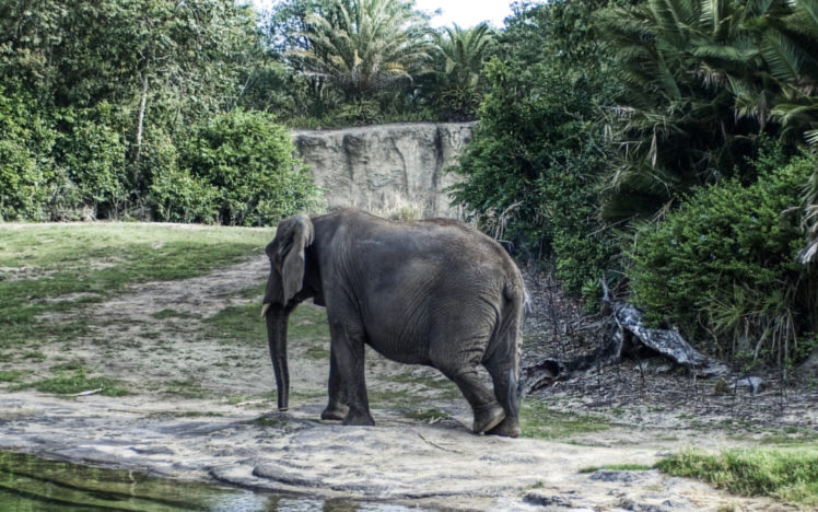 walking, Elephant HD Wallpaper Desktop Background