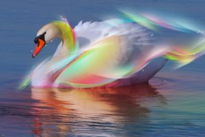 swans, Artwork