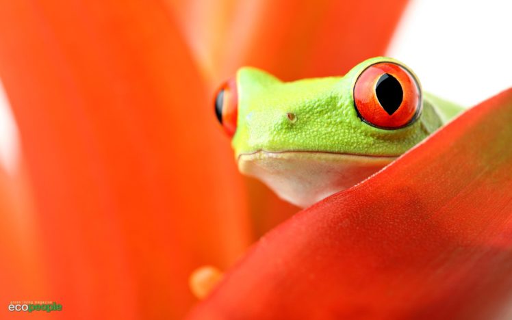 orange, Frogs, Red eyed, Tree, Frog, Amphibians HD Wallpaper Desktop Background