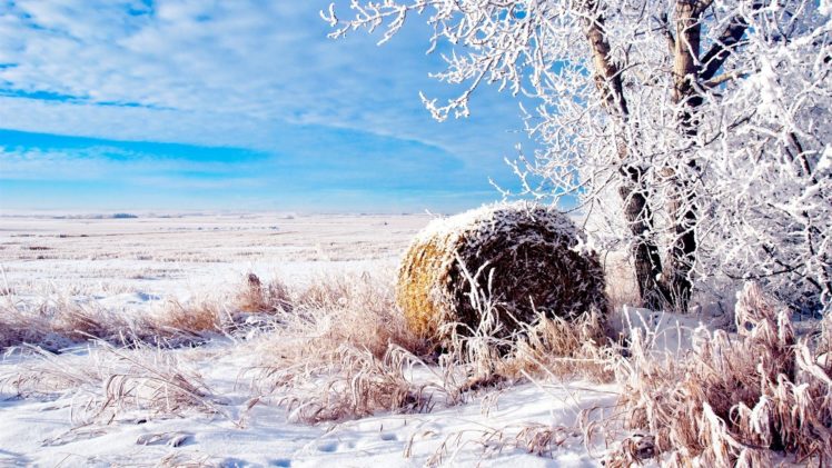 landscapes, Nature, Winter, Snow, Fields, Wheat, Natural, Scenery HD Wallpaper Desktop Background