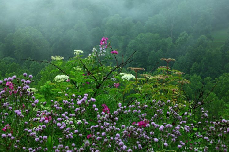 landscapes, Flowers, Meadow, Hill, Trees, Forest, Woods, Fog, Mist, Clouds HD Wallpaper Desktop Background