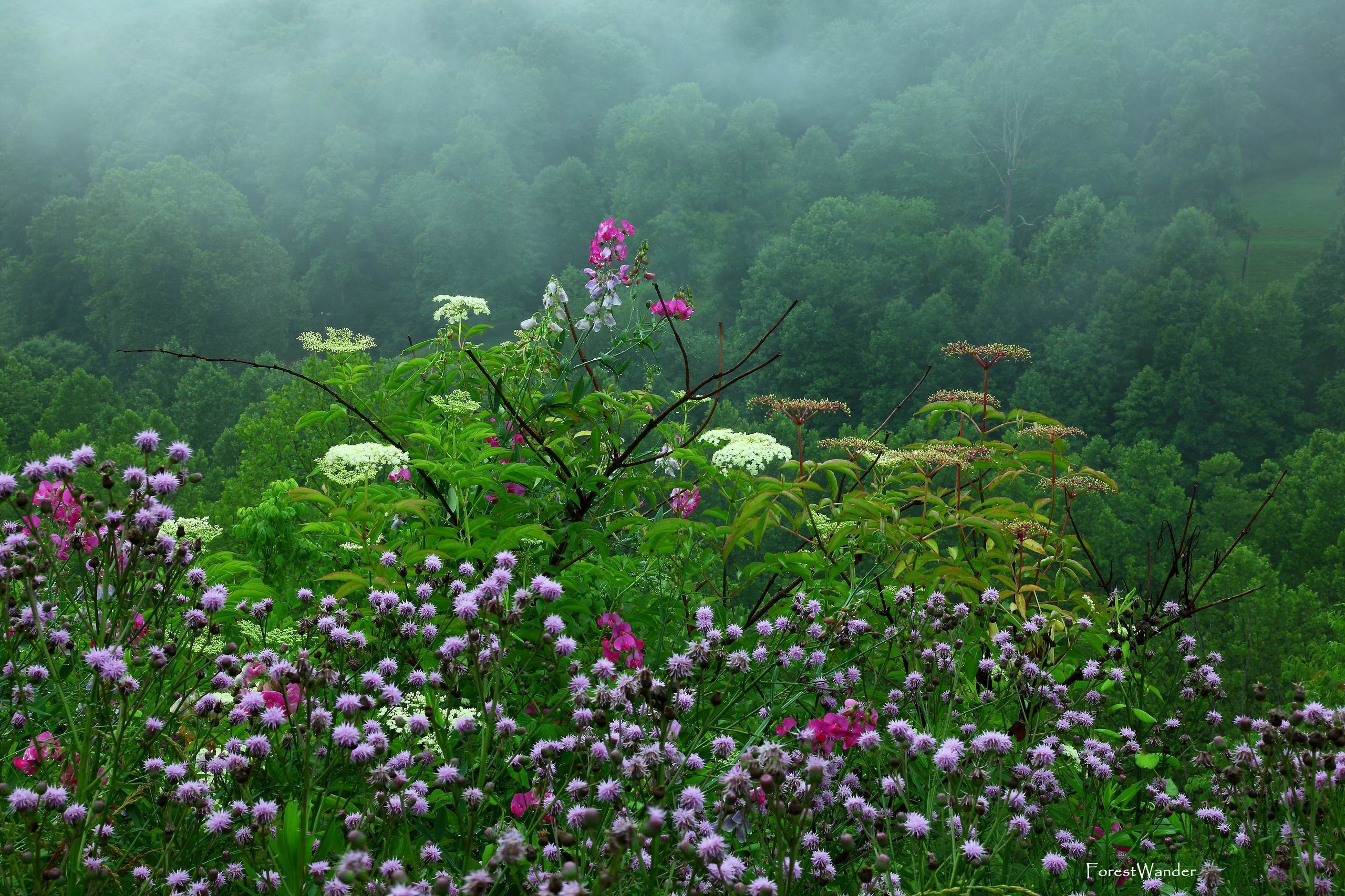 landscapes, Flowers, Meadow, Hill, Trees, Forest, Woods, Fog, Mist, Clouds Wallpaper