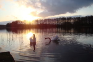 swan, Sunset, Sunrise, Sky, Clouds, Lakes, Water, Reflection, Nature