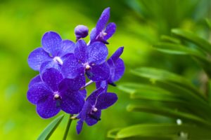 nature, Flowers, Macro, Orchids, Blue, Flowers, Vanda