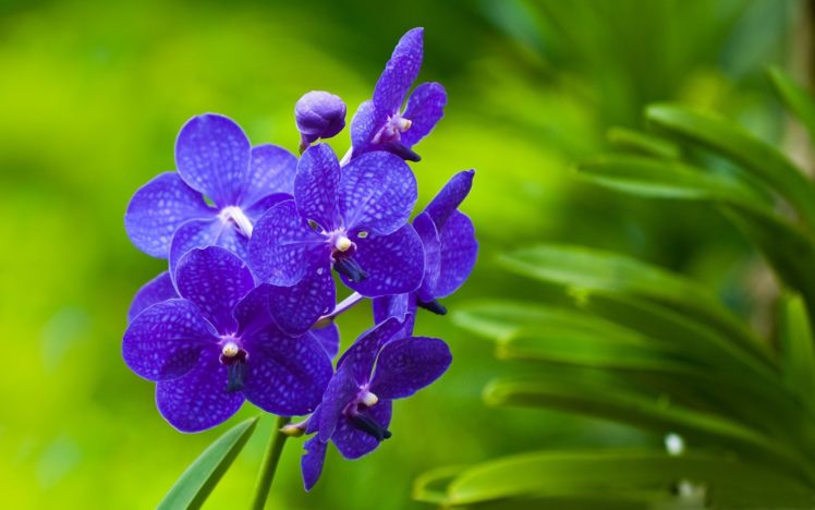 nature, Flowers, Macro, Orchids, Blue, Flowers, Vanda HD Wallpaper Desktop Background