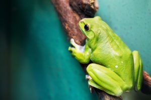 green, Women, Close up, Frogs, Amphibians