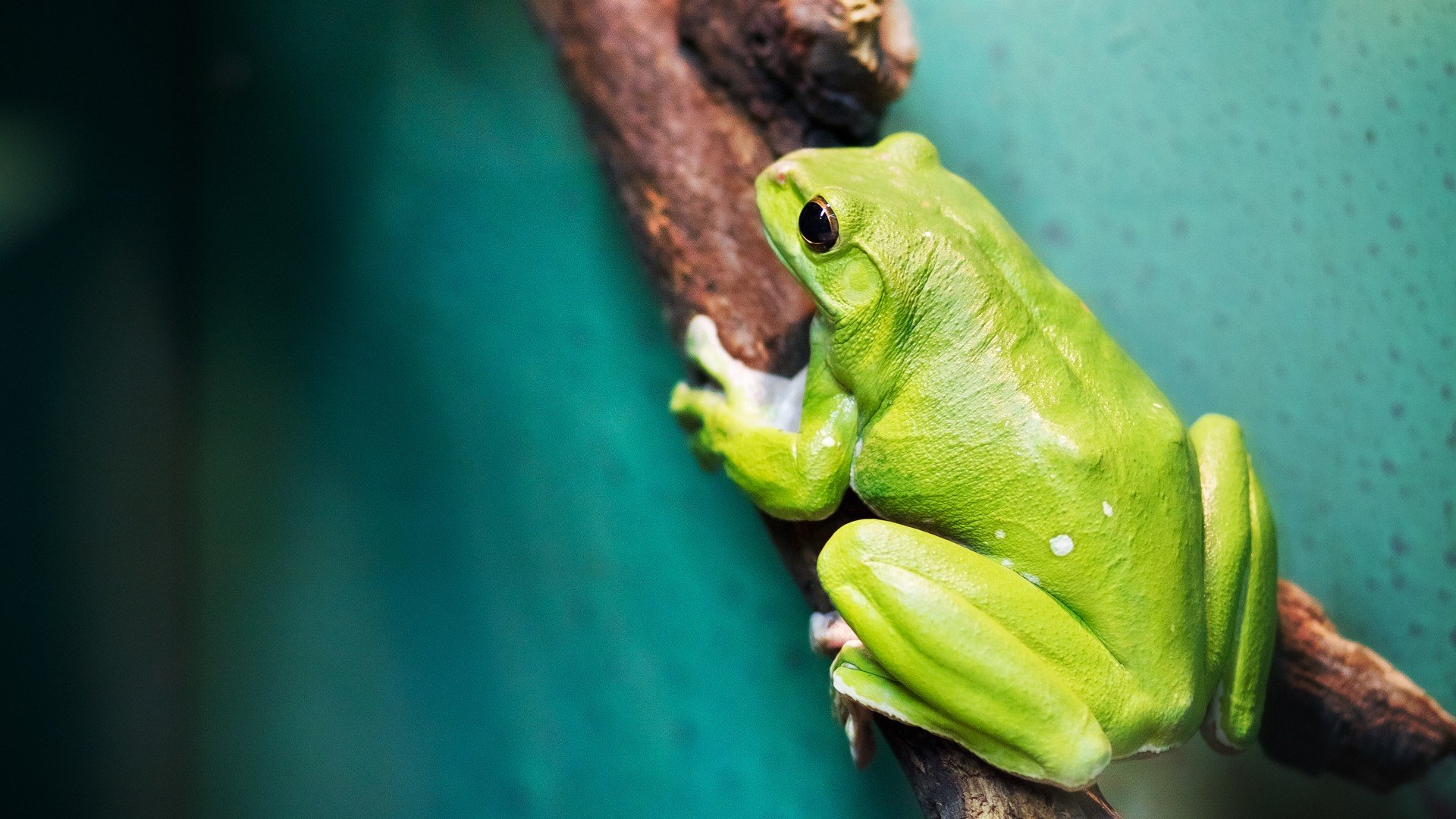 green, Women, Close up, Frogs, Amphibians Wallpaper