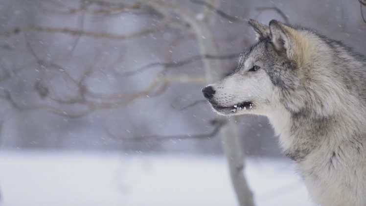 snow, Gray, Wolves HD Wallpaper Desktop Background