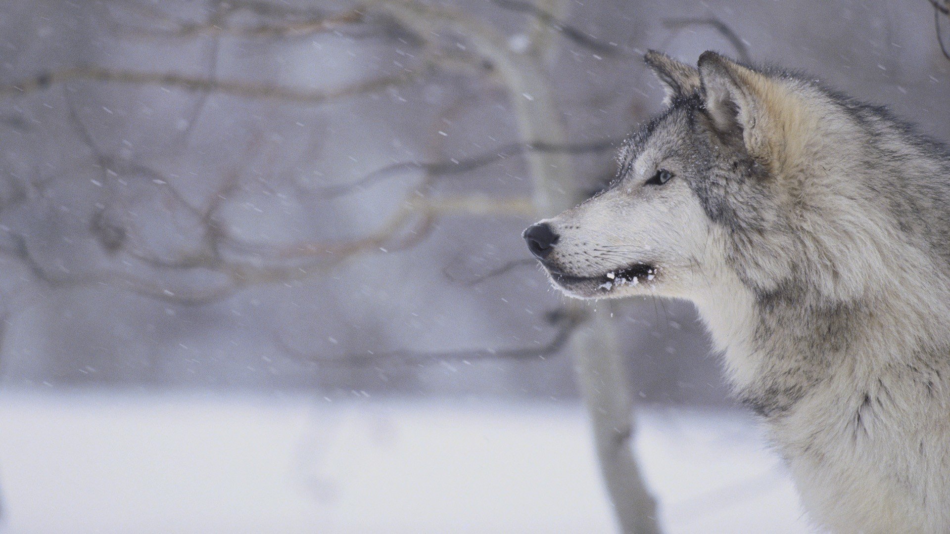 snow, Gray, Wolves Wallpaper