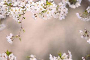 japan, Cherry, Blossoms, Tokyo