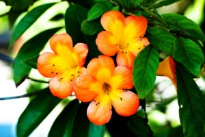 spring, Orange, Flower