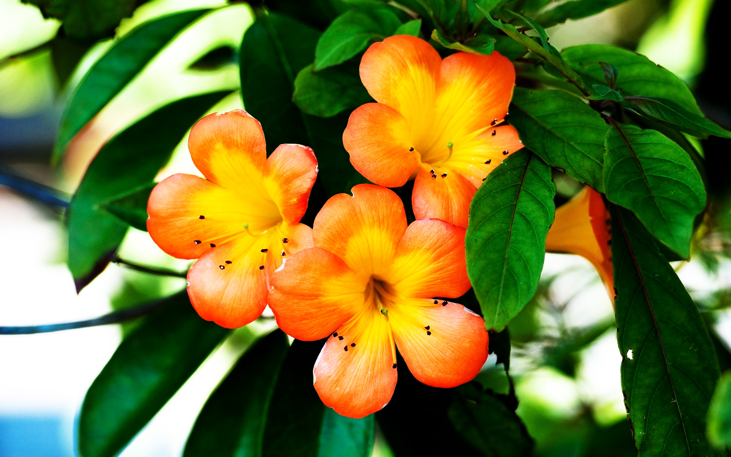 spring, Orange, Flower Wallpaper