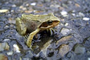 animals, Frogs, Macro, Amphibians