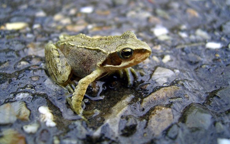 animals, Frogs, Macro, Amphibians HD Wallpaper Desktop Background