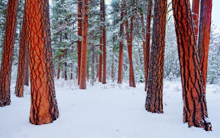 landscapes, Winter, Snow HD Wallpaper Desktop Background