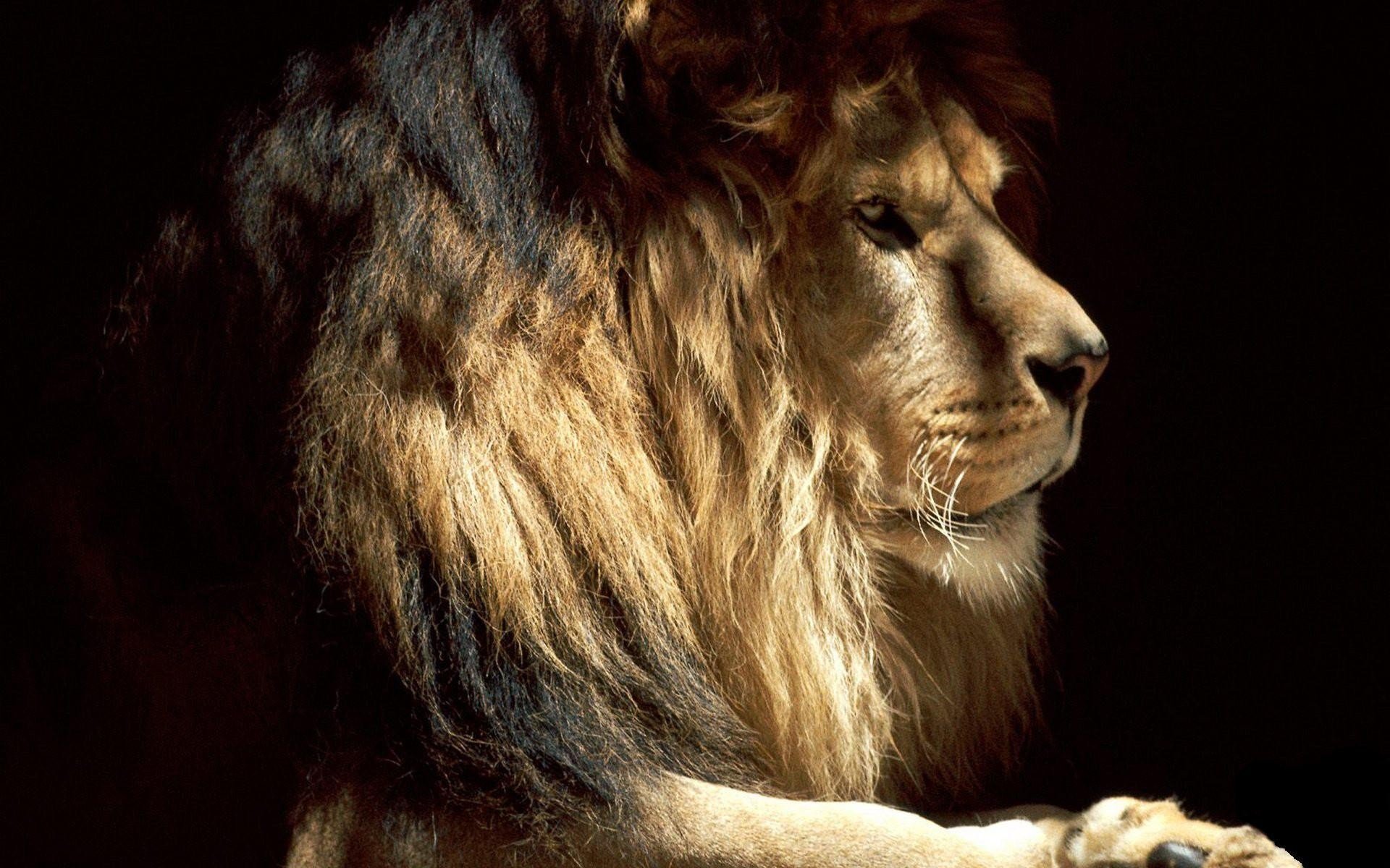 lions Wallpaper