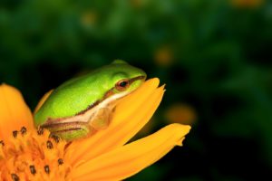 frogs, Dwarfs, Yellow, Flowers, Amphibians, Tree, Frogs