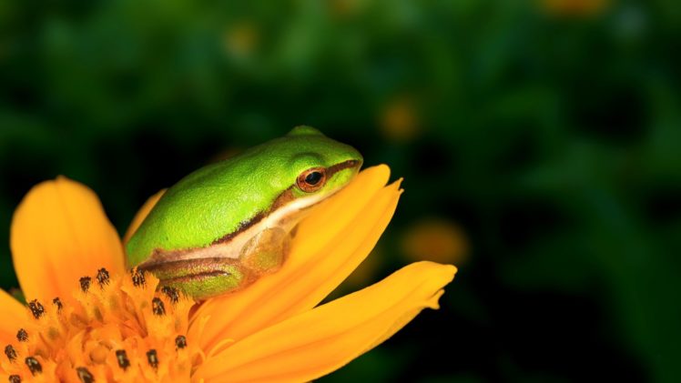 frogs, Dwarfs, Yellow, Flowers, Amphibians, Tree, Frogs HD Wallpaper Desktop Background