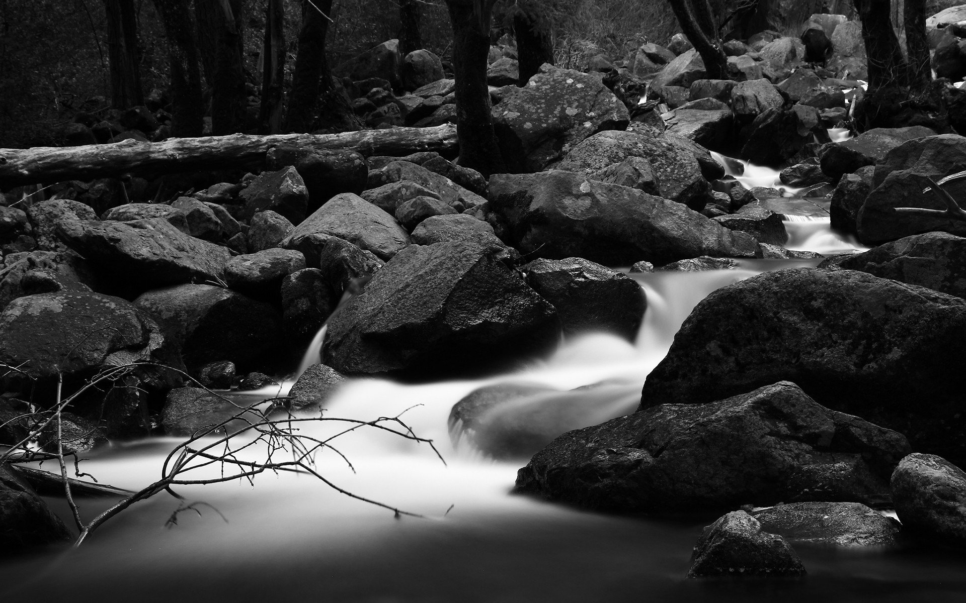 forests, Grayscale, Monochrome, Rivers Wallpaper
