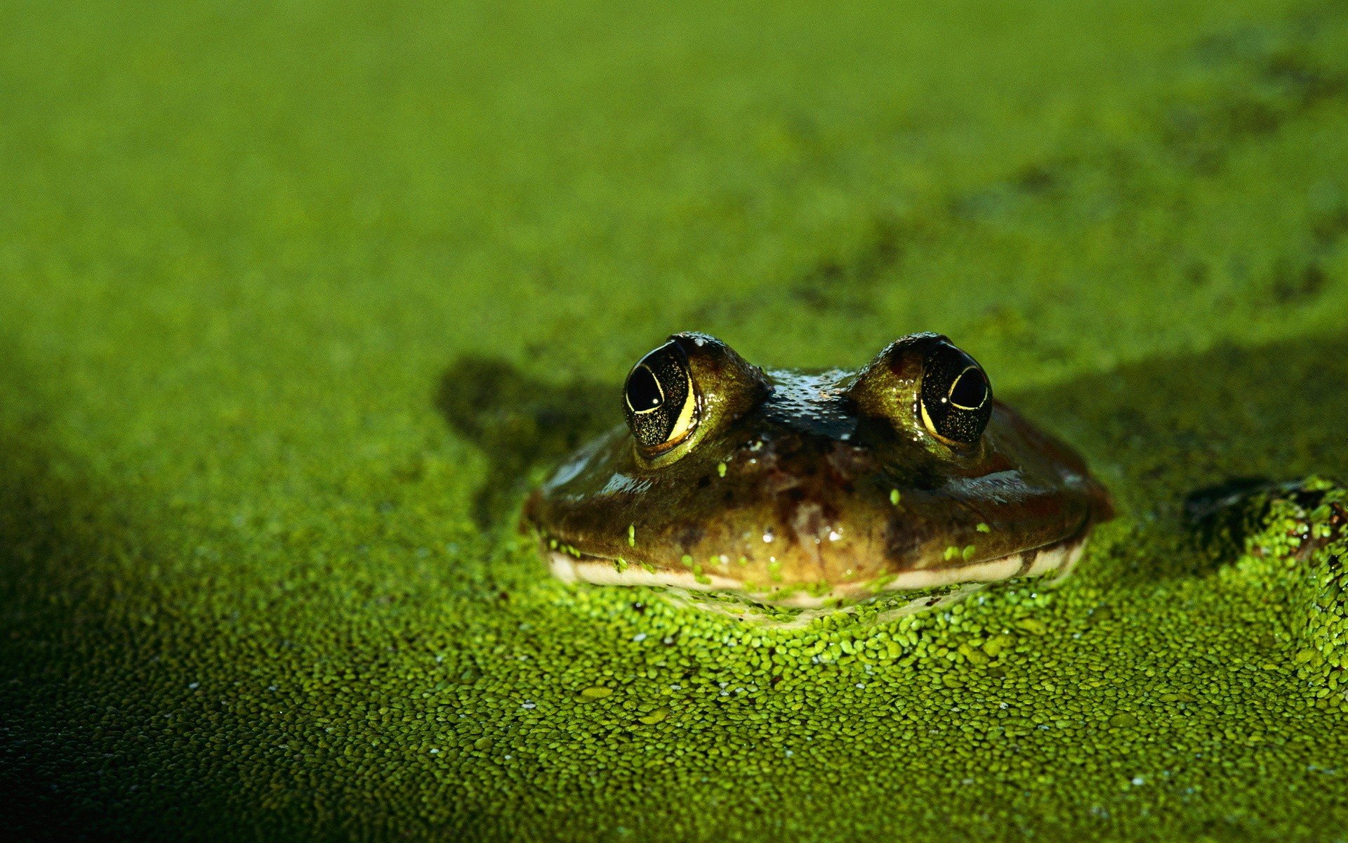 frogs, Amphibians Wallpaper