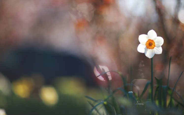 cute, Daffodil, In, The, Grass HD Wallpaper Desktop Background