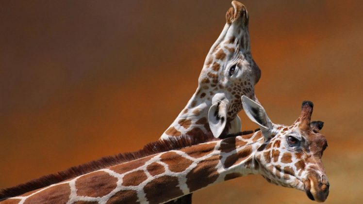 nature, Animals, Giraffes HD Wallpaper Desktop Background