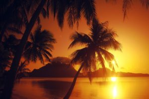 water, Sunset, Shore, Palm, Trees, Beaches