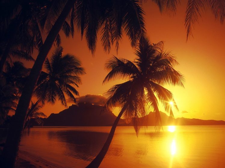 water, Sunset, Shore, Palm, Trees, Beaches HD Wallpaper Desktop Background