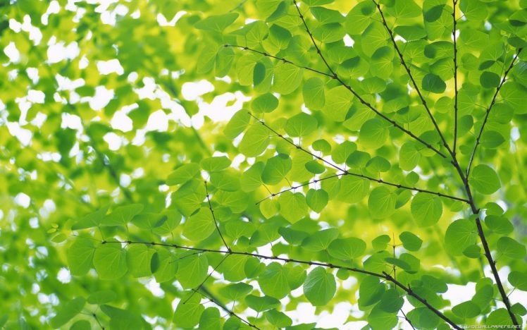 green, Nature, Leaves, Depth, Of, Field HD Wallpaper Desktop Background