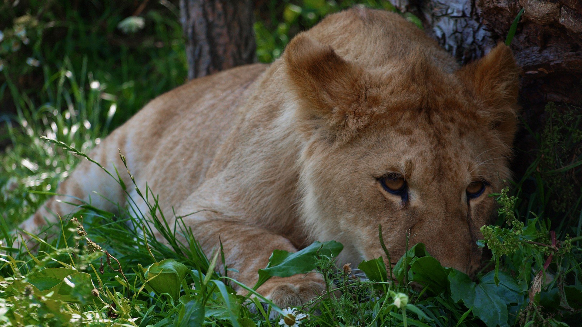 24 зоопарк. Zoo.