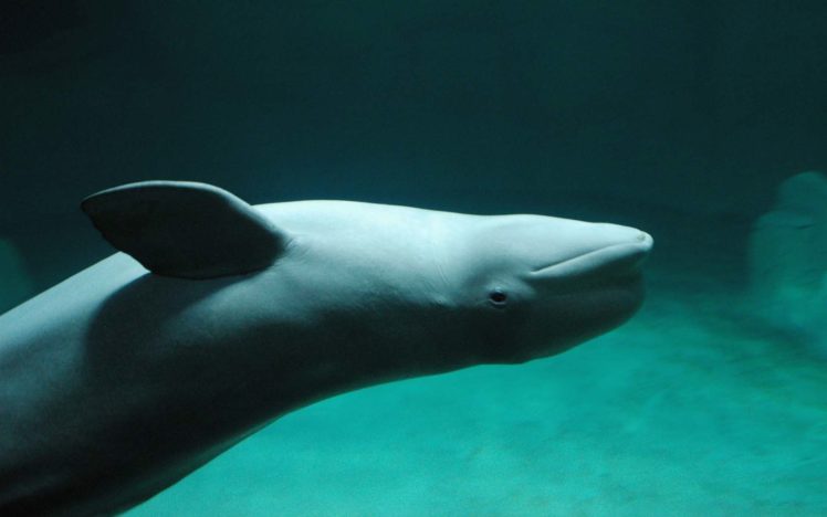 green, Aquarium, Dolphins, Beluga, Whales HD Wallpaper Desktop Background