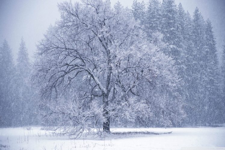 landscapes, Storm, Blizzard, Snowing, Flakes, Drops, Fields HD Wallpaper Desktop Background