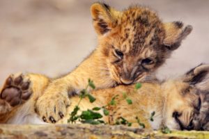 animals, Lions, Club, Cuddles