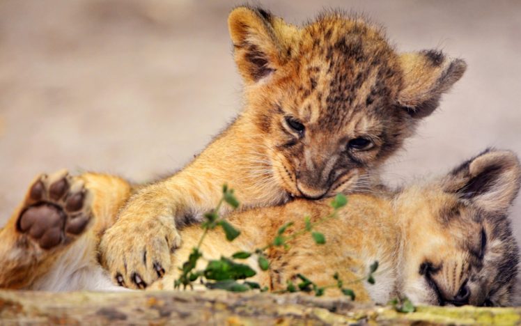 animals, Lions, Club, Cuddles HD Wallpaper Desktop Background