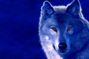 blue, Animals, Digital, Art, Wolves