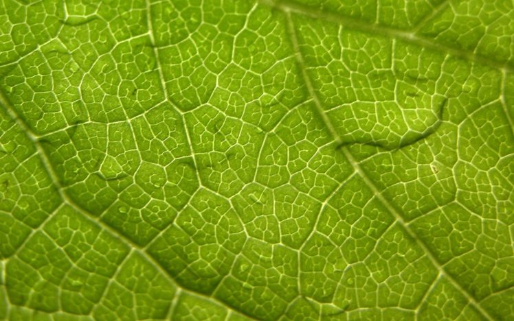 nature, Leaf, Leaves, Macro HD Wallpaper Desktop Background